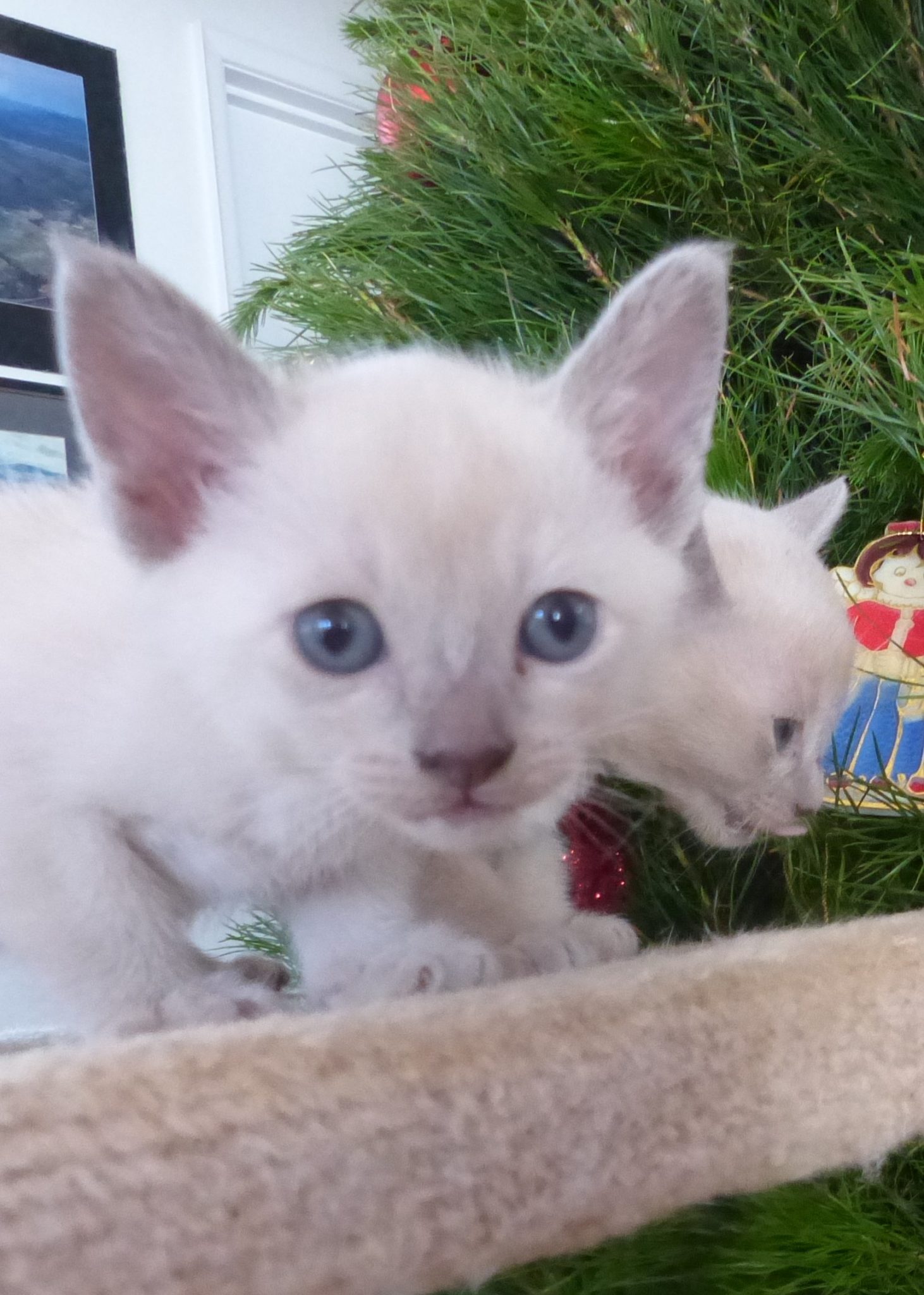 Bira Cattery Tonkinese Cat Breeder Jodi Spice