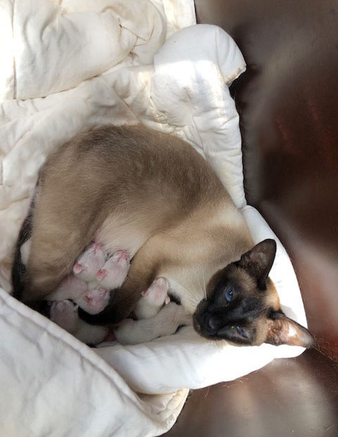 melbourne tonkinese breeder mother and kittens